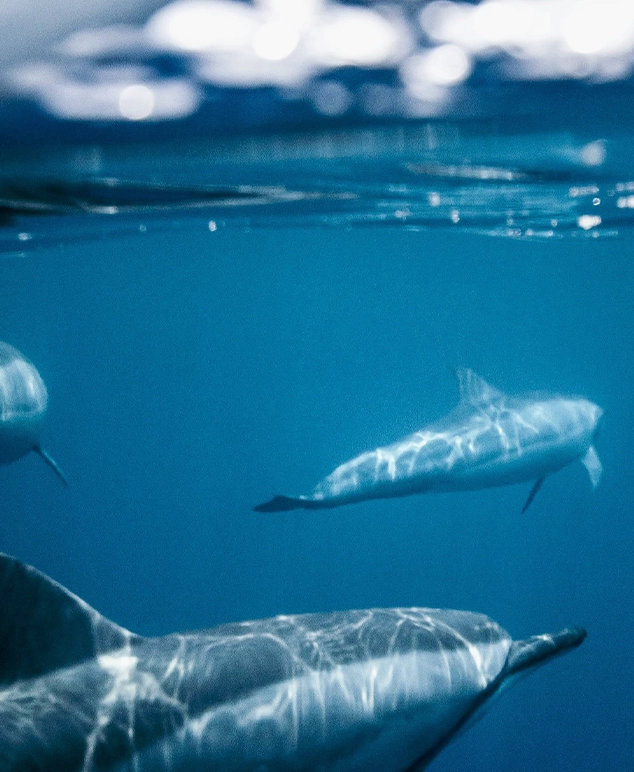 Kite Safari on the Red Sea  image